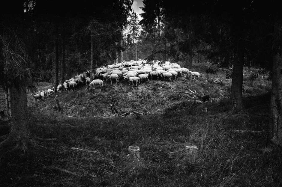 Workshop with shepherds